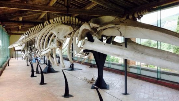 Categoria: Museo di Storia Naturale Università di Pisa